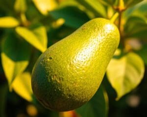 Was macht die Avocado so gesund?