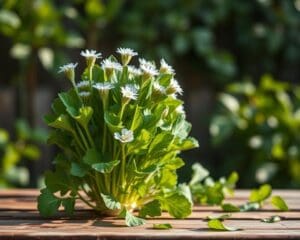 Wie viel Chicorée ist gesund?